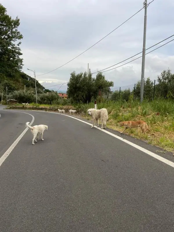 images Cani randagi in via Barlaam da Seminara: i residenti chiedono l’intervento delle autorità 