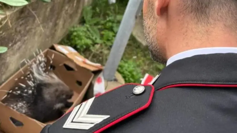 Girifalco, Carabinieri salvano un istrice ferito sul ciglio della strada