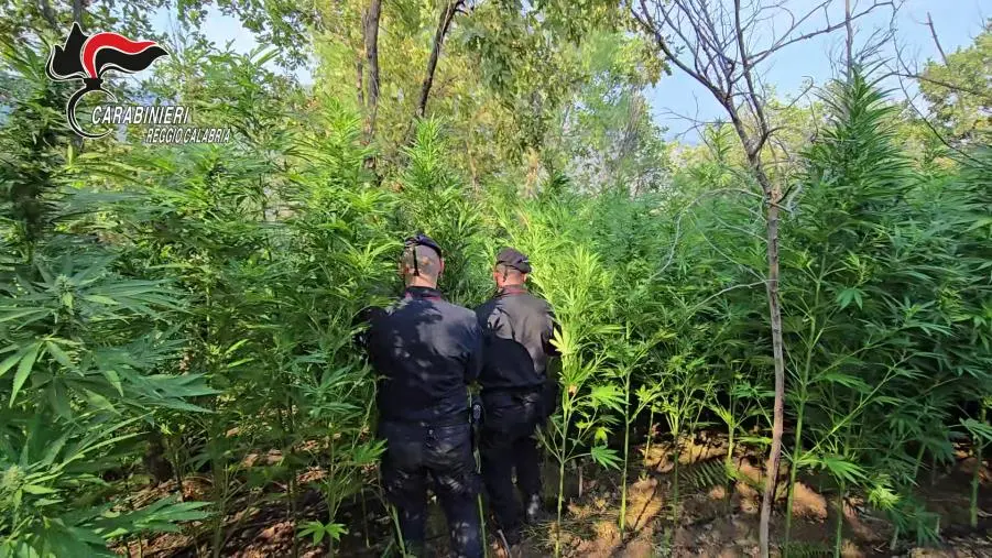 Coltivavano droga su più terrazzamenti nel Reggino, 2 arresti 