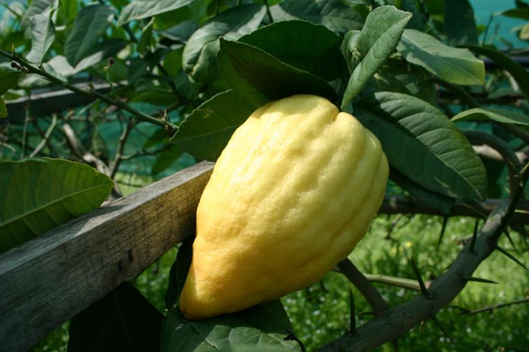 images L'Unione Europea riconosce il marchio Dop al cedro di Calabria