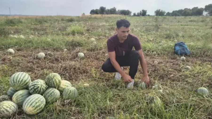 Angurie invendute, ma non sprecate: aziende e CoAPI in prima linea per la solidarietà
