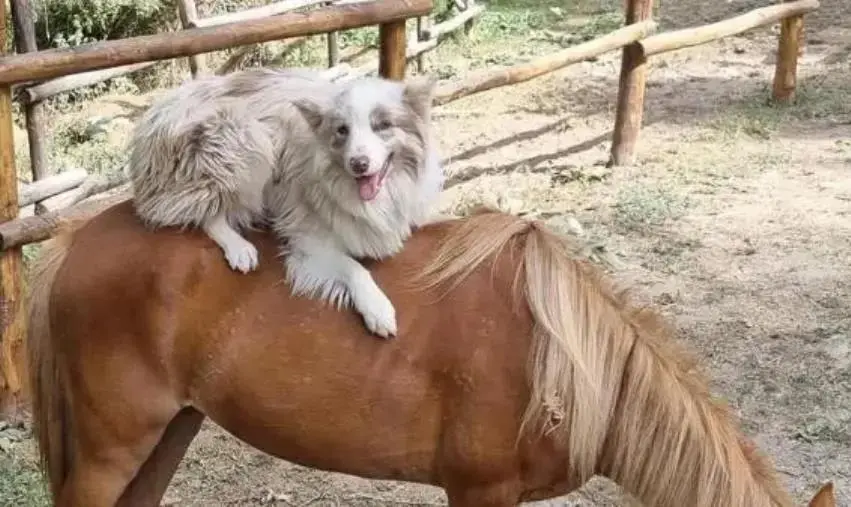 Avvelenamento cani pet therapy, Partito Animalista: "Pronto esposto in procura"