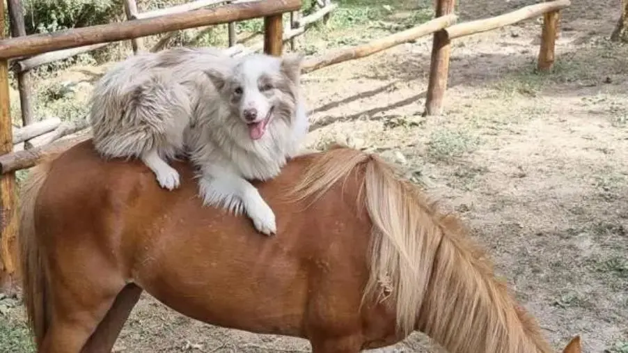 Catanzaro, uccisi i cani della pet therapy per ragazzi autistici: l’appello del CASM per l’associazione Equipariamo