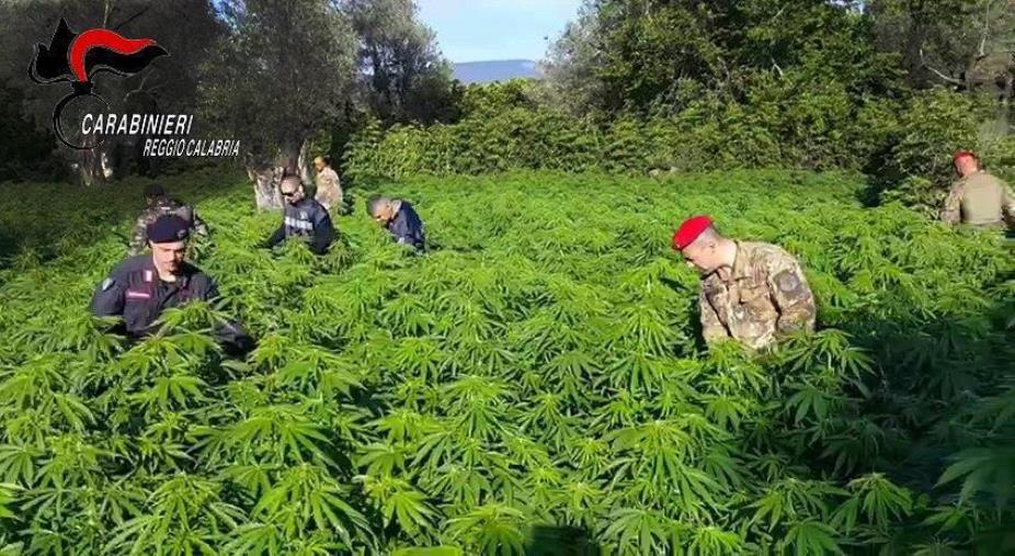 San Giovanni di Gerace, beccato con una piantagione di marijuana nell’area demaniale: arrestato un 55enne