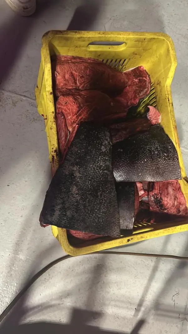 Guardia costiera di Gioia Tauro contro la pesca illegale del tonno rosso: sequestrati oltre 500 Kg