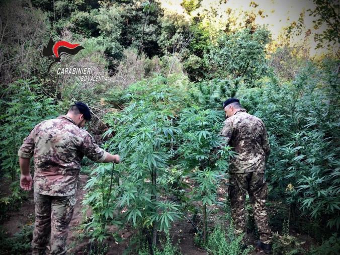 Maxi blitz anti marijuana nel Vibonese: sequestrate circa 1000 piantine