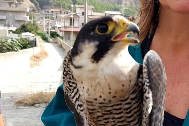 Un falco pellegrino ferito dai bracconieri nel Reggino è stato curato a Catanzaro e liberato
