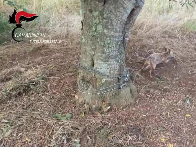 I Forestali a Campo Calabro soccorrono una volpe catturata con trappola abusiva