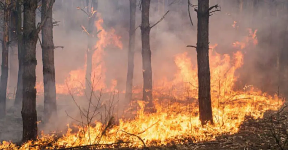 images Emergenza incendi, le 10 proposte di Legambiente Calabria