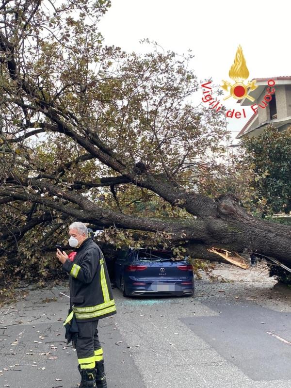 images A Rende gli alberi cadono sulle auto: un ferito 