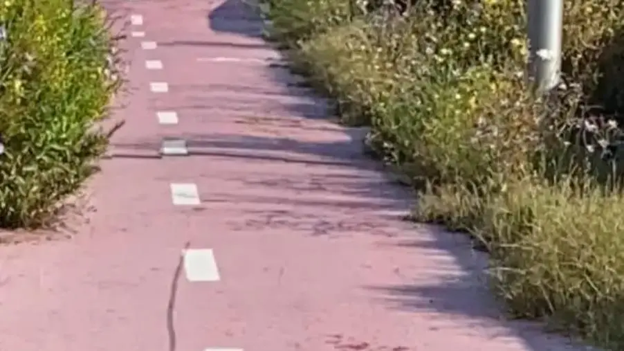 images Incuria nella pista ciclabile di Santa Maria e in via Angitola, Costa:" Questo è il cambiamento?"