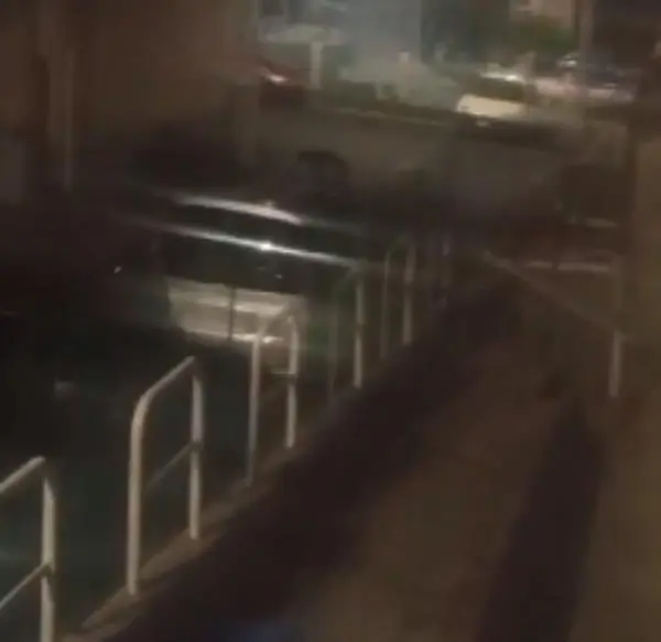Branco di cani a Catanzaro, una lettrice: "A Campagnella stanno ammazzando i gatti del quartiere"