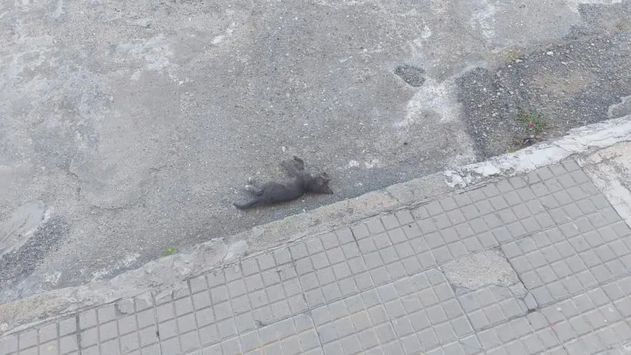 Catanzaro, gatto morto sotto la finestra: continuano le intimidazioni alla 52enne assegnataria ATERP