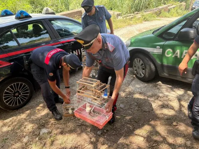 Villa San Giovanni, cardellini protetti in gabbia e coltello in auto: scatta la denuncia per un uomo