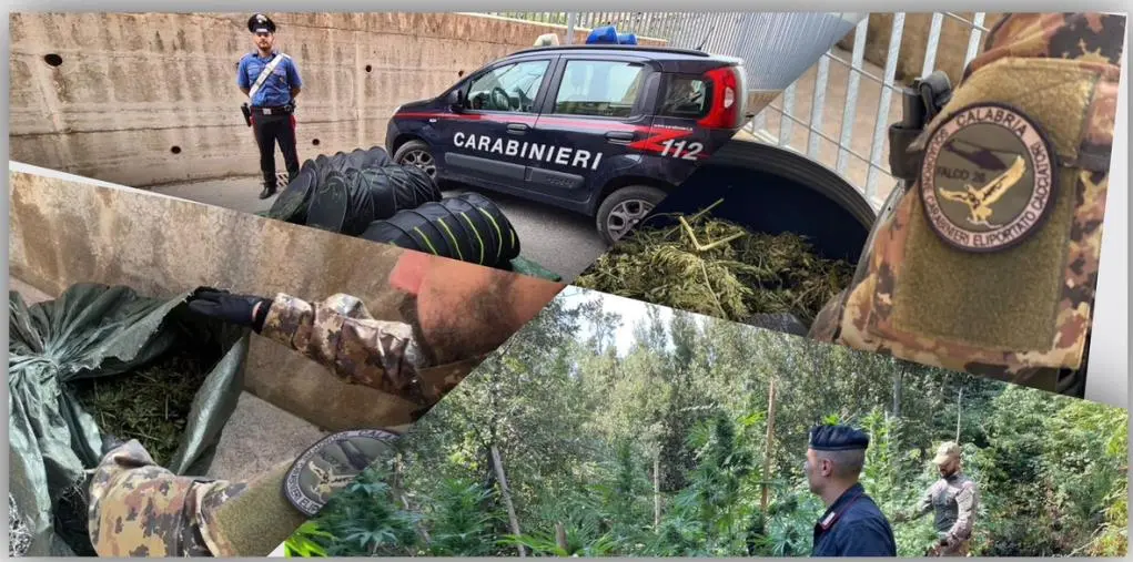 Nardodipace, nuovo sequestro di cannabis: Carabinieri in azione contro il traffico di droga nel Vibonese
