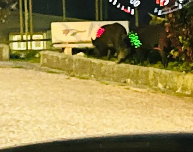 images Controvento: “Non solo cinghiali, a Catanzaro è emergenza randagi”