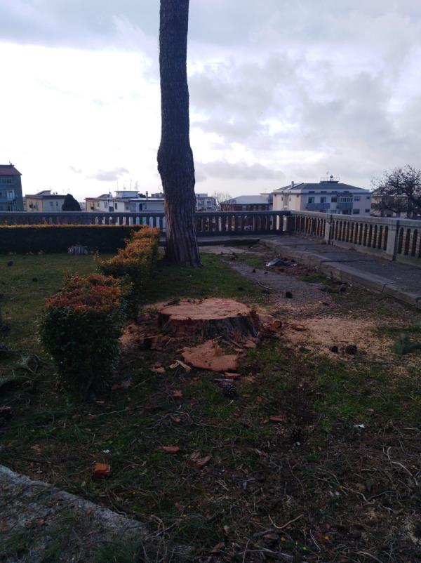 images Catanzaro, alberi abbattuti a via Madonna dei cieli. Il Codacons: “Sospendere immediatamente il taglio”
