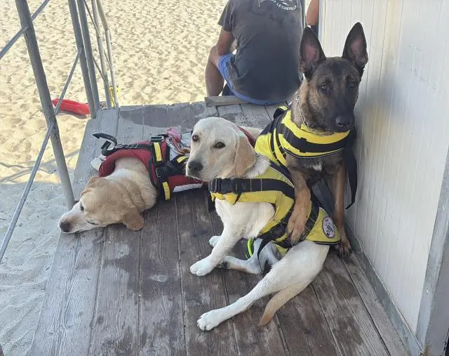 Uccisi i cani dell'Associazione Equipariamo, la solidarietà di ANPAS Croce Verde Catanzaro