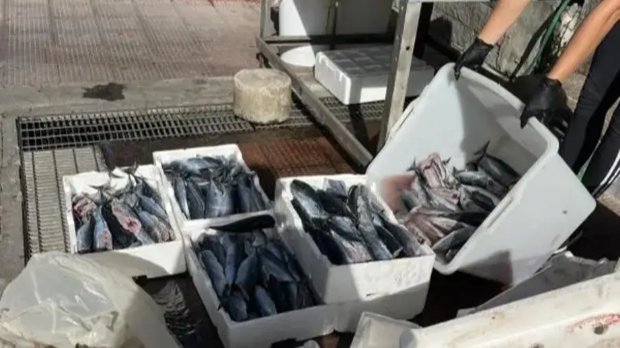 Sequestrati a Gioia Tauro 100 kg di tombarello proveniente da pesca sportiva illegale