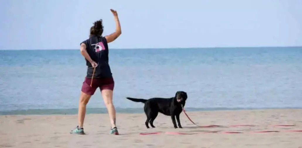 In Calabria arrivano i Tarta Dogs: eroi a quattro zampe per proteggere le tartarughe marine
