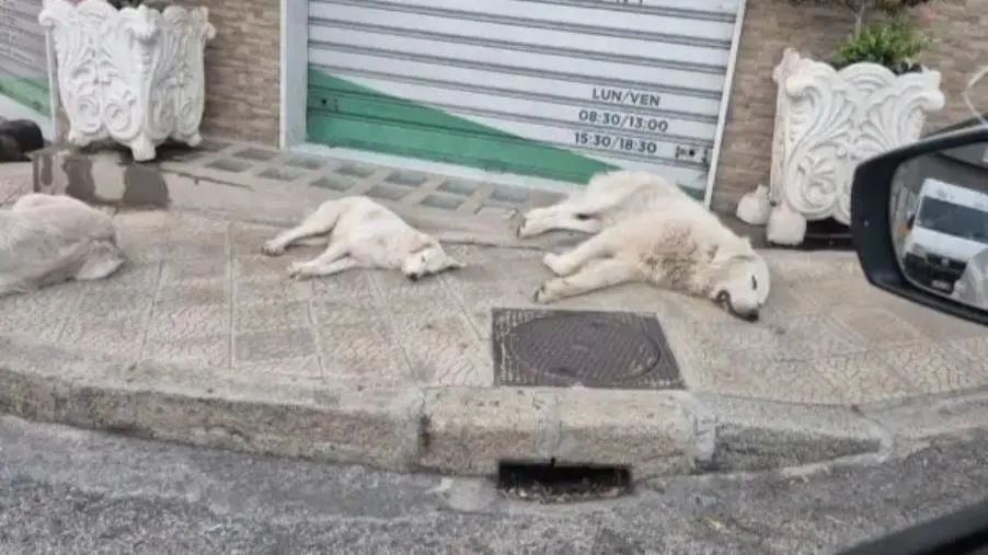 Paura a Catanzaro, donna con figlia e cagnolini aggredita da randagi: “Ora s’intervenga davvero"
