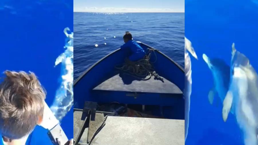 images Sellia Marina, baccello di delfini scorta la barca: lo stupore del bambino a bordo (VIDEO)