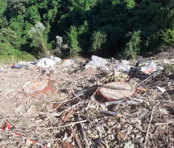 images Catanzaro, diboscamento a Pontepiccolo e tanti pini abbattuti: necessario mettere in sicurezza l'area di risulta