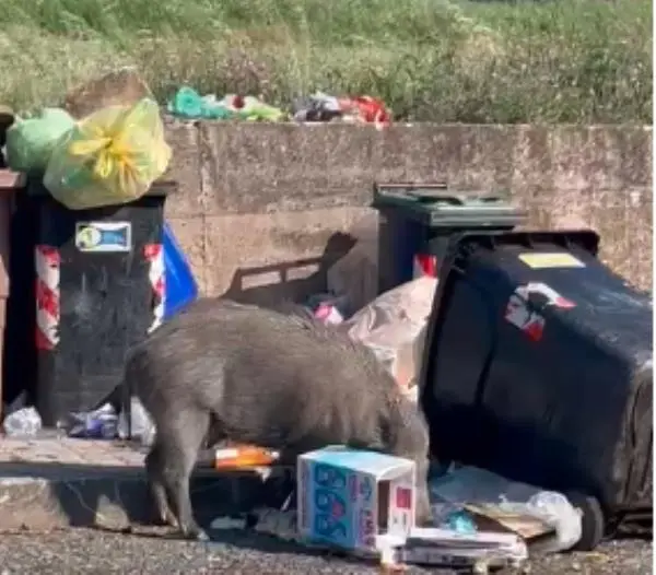 Catanzaro, all'Aranceto cinghiali rovesciano i cassonetti dei rifiuti alla ricerca di cibo (VIDEO)