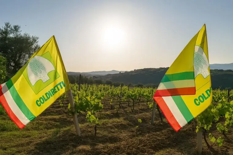 Il Vigneto Calabria brinda a una vendemmia promettente: tra +10 e 15% di produzione e qualità in ascesa