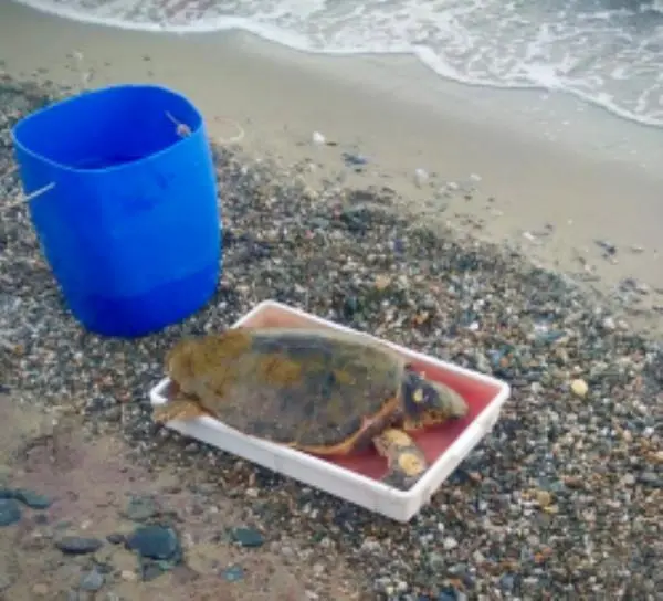 Tartaruga caretta caretta di 25 anni ritrovata nel Crotonese impigliata in una lenza  