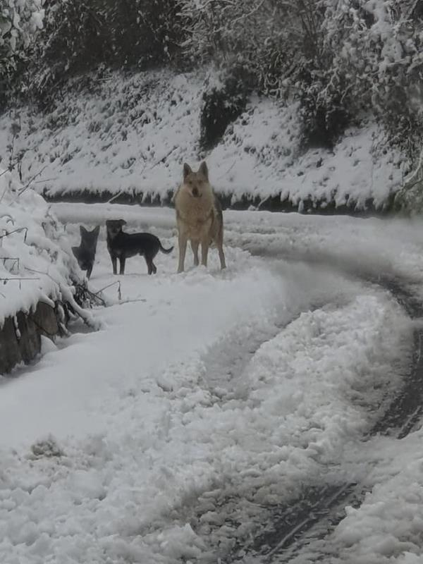 images Tanta neve a Monte Covello di Girifalco: avvistato un lupo grigio (VIDEO)