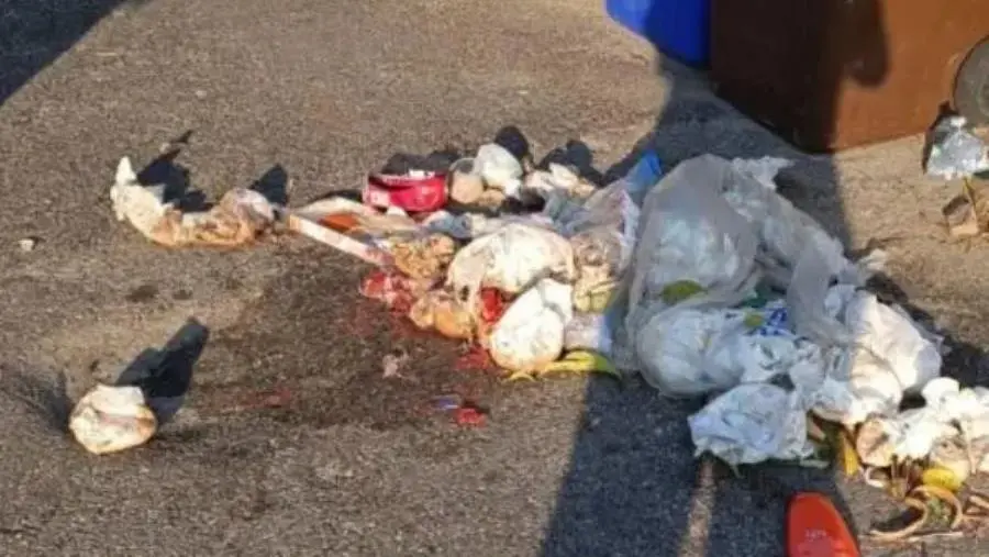 Degrado a Catanzaro, Costa: “In via Angitola immondizia ovunque e arrivano i cinghiali”