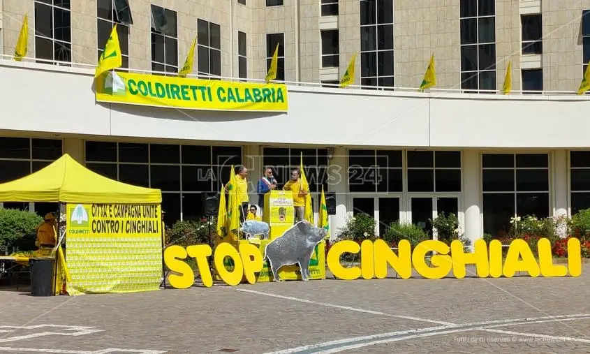 Cinghiali, Coldiretti: "Bene la difesa delle colture, ora servono le misure straordinarie già previste"