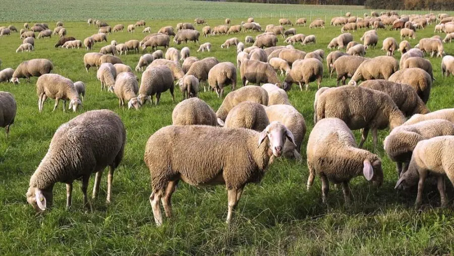 Lingua Blu, TBC, BRC: Altragricoltura chiede un incontro urgente alla Regione