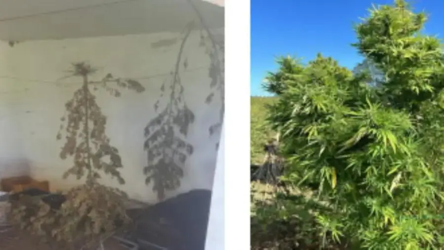 Piantagione di marjuana scoperta dalla Polizia nel Crotonese

 