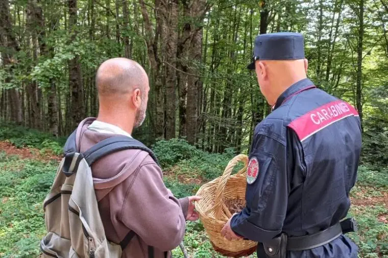 images A funghi nei boschi calabresi: decine di cercatori multati dai carabinieri forestali