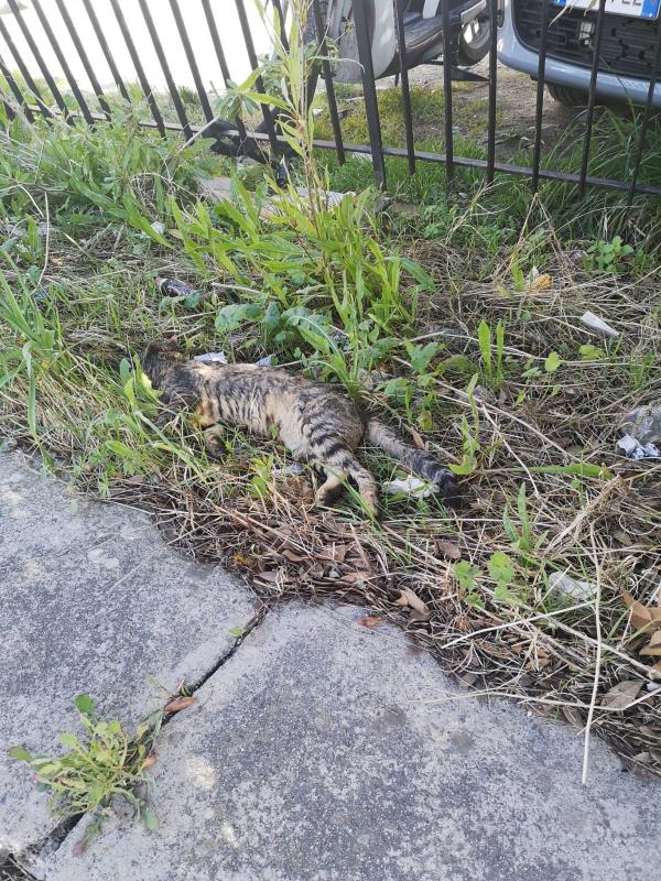Catanzaro, Laudadio: “A Pontepiccolo una carcassa di un gatto morto da oltre 20 giorni”