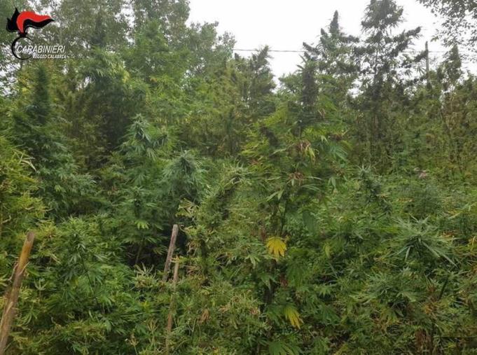images San Luca, i carabinieri individuano oltre 200 piante di marijuana 