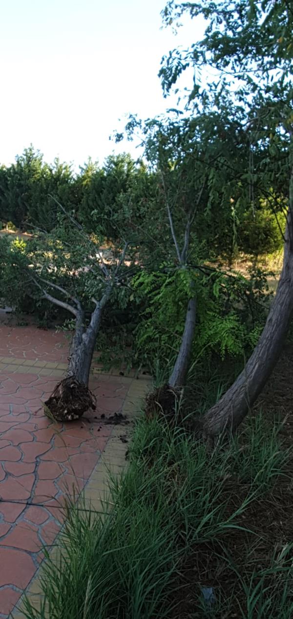 images Maltempo a Catanzaro: il vento sradica gli alberi nel quartiere Cava 