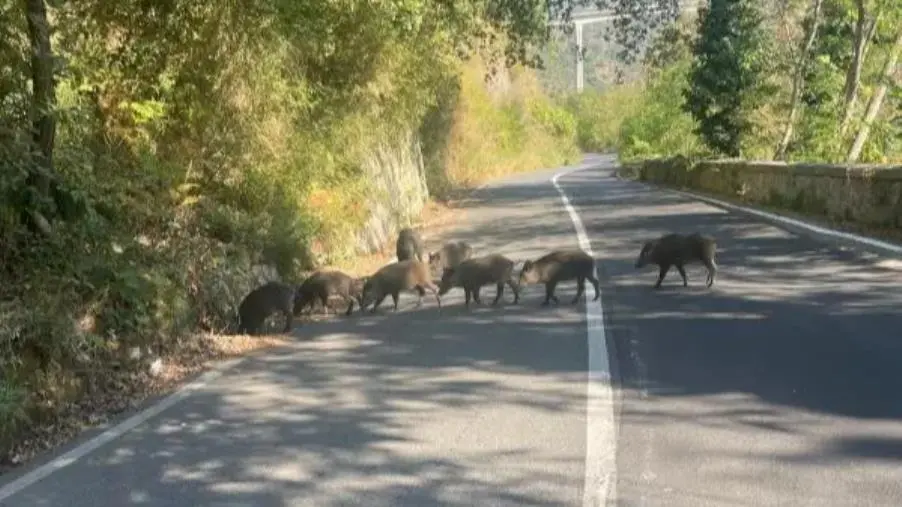 images Cinghiali a spasso a via Corrado Alvaro a Catanzaro (VIDEO)