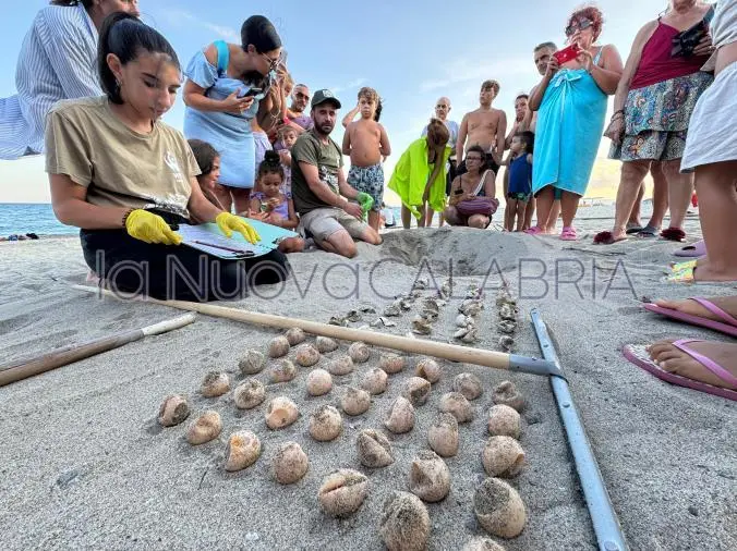 Wwf a Simeri Mare, il nido di tartaruga diventa simbolo di tutela e partecipazione