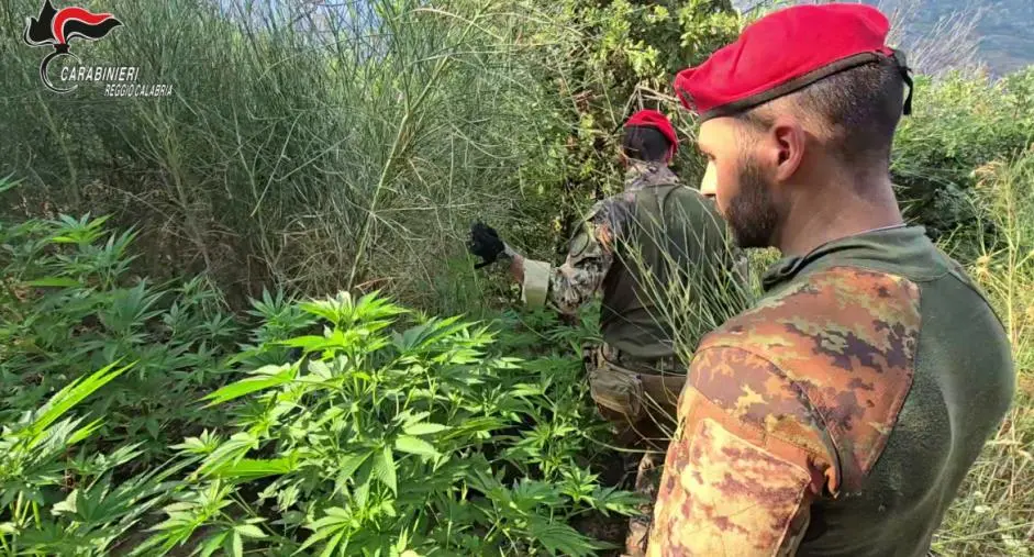 Scoperta piantagione di droga nel Reggino: il raccolto avrebbe fruttato centinaia di migliaia di euro