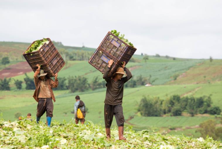 images Gioia Tauro. Lotta al caporalato: denunciati tre titolari di aziende agricole 