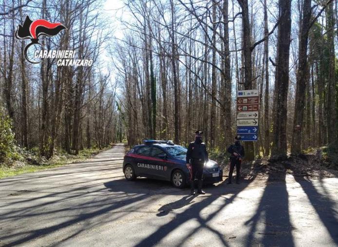 Furto di legname a Girifalco: arrestato un 46enne 