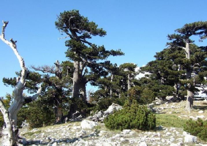 images Italus, con i suoi 1.230 anni è l'albero più vecchio d'Europa e si trova nel Pollino