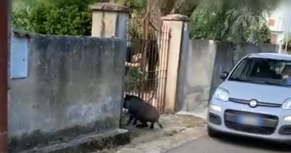 images Castrovillari. Emergenza cinghiali, De Gaio: "Fenomeno che rischia di gravare sul crescente turismo del Parco del Pollino"