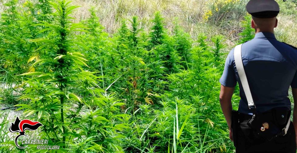 Bovalino. Scoperte tre piantagioni di canapa indiana: due arresti