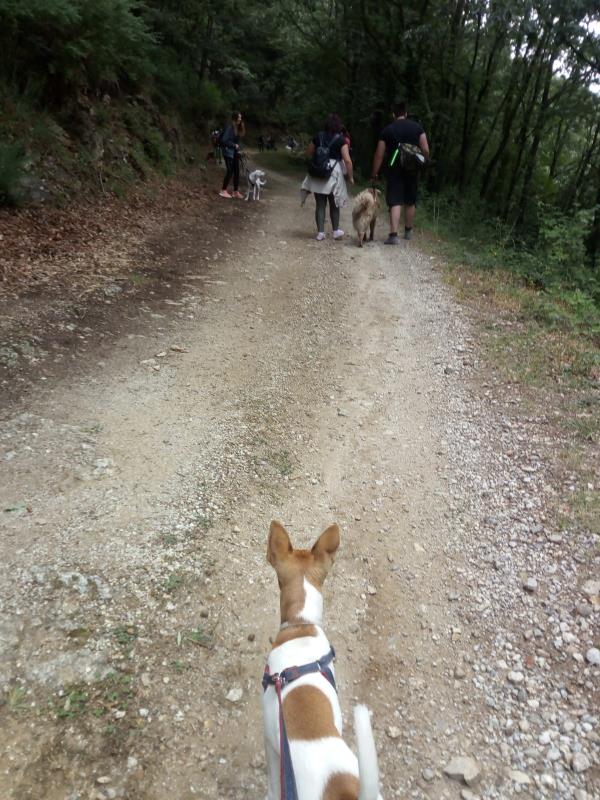 images “Sixfeet – Dog walking”: successo per l'iniziativa promossa da Balzoo e Colpo di Coda