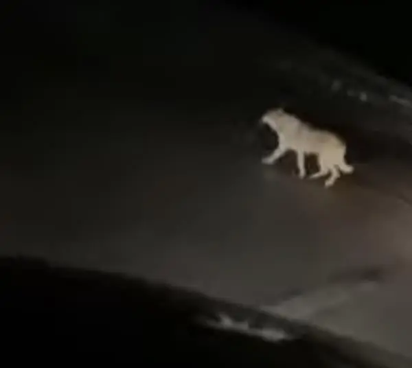 Un lupo sulla Trasversale delle Serre (VIDEO)