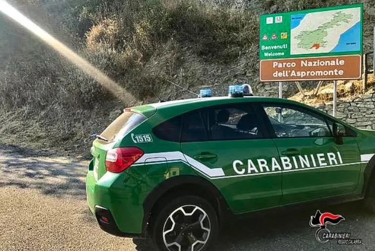 Caccia illegale di esemplari di ghiro: due denunce nel Reggino 